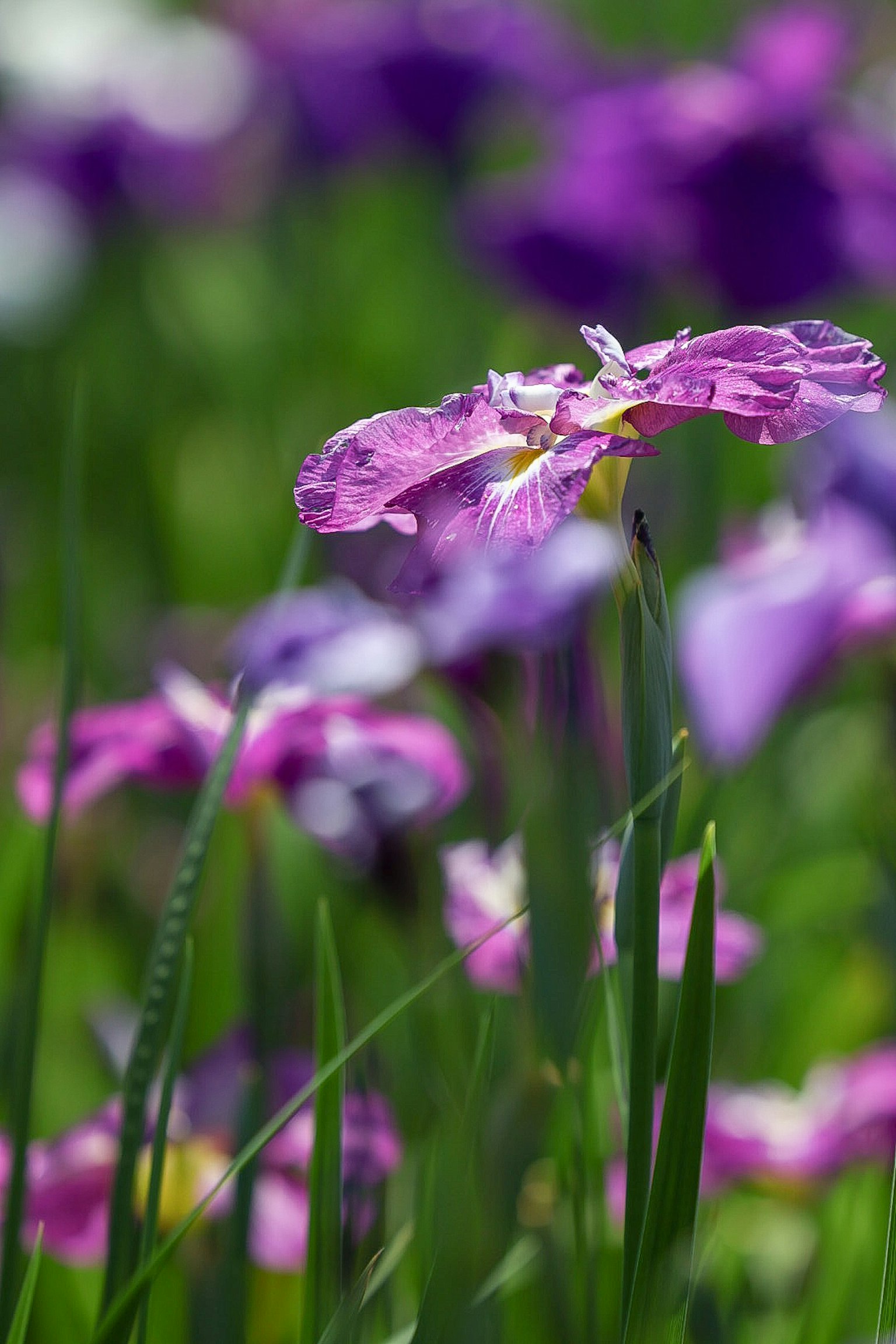 Close-up of purple flowers in a green meadow