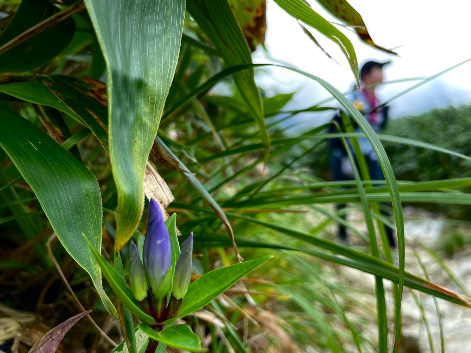 Bunga ungu mekar di antara rumput dengan seorang pendaki di latar belakang