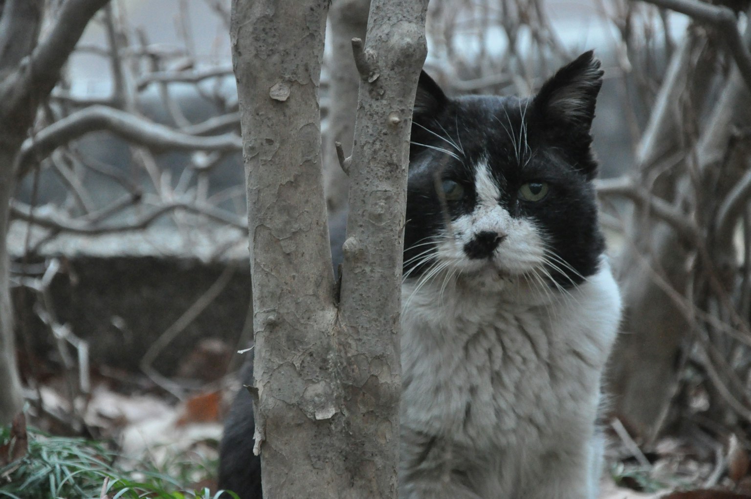 Kucing hitam dan putih mengintip dari belakang pohon