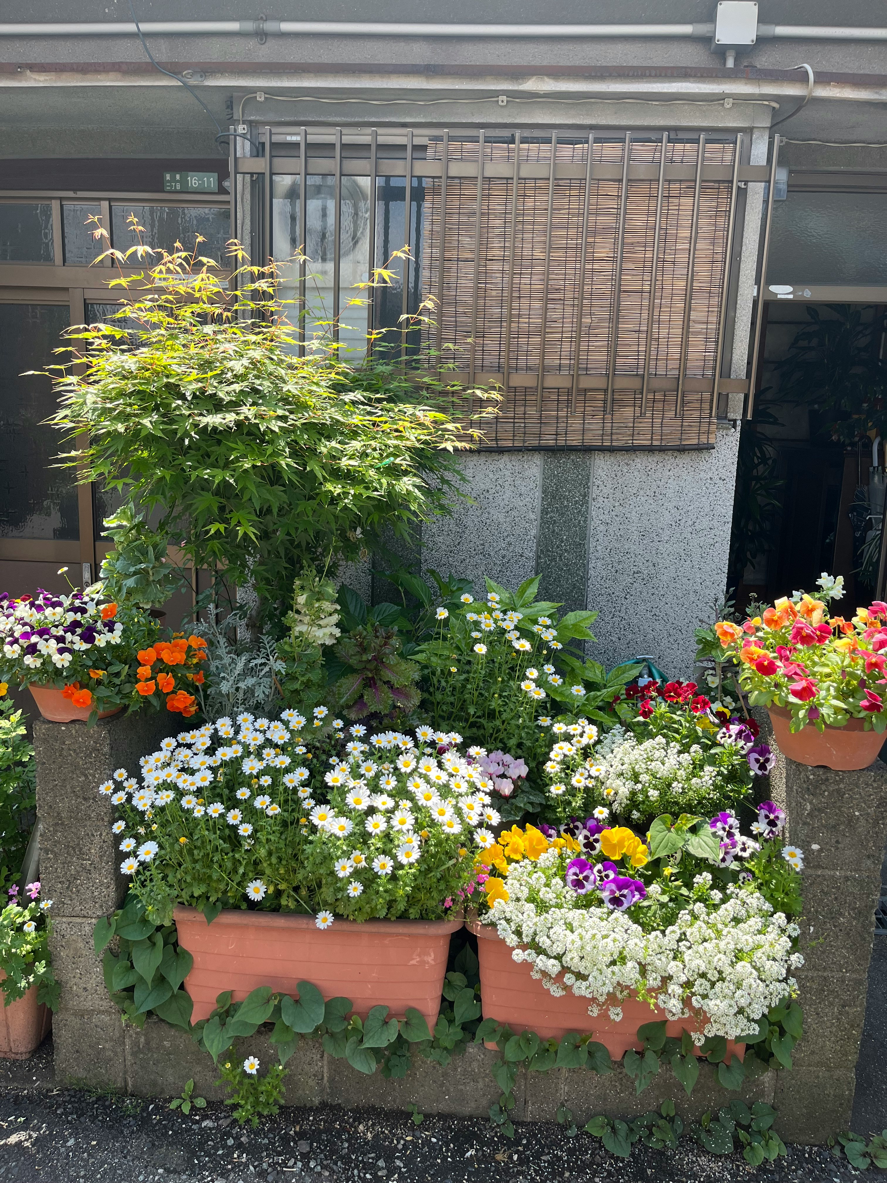 花鉢と植栽が並ぶコンクリート壁の前庭