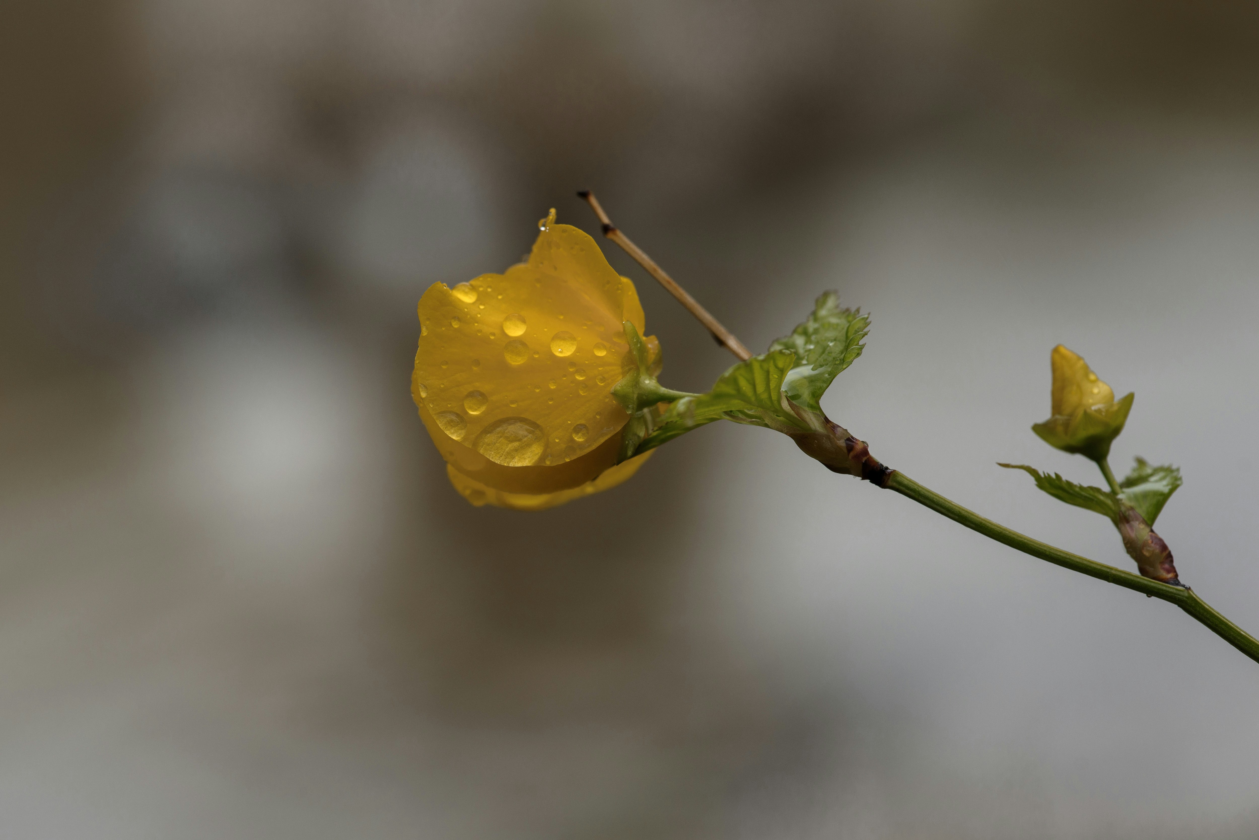 ramita con flores de kerria del Japón amarillas empapadas de lluvia y capullos