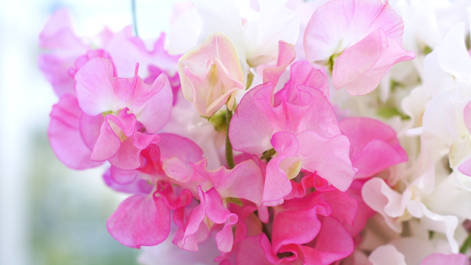 Primer plano de flores de guisante dulce rosas y blancas