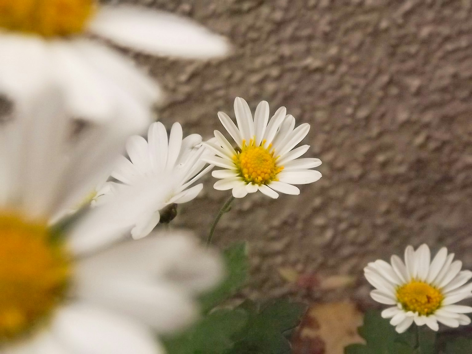 Image featuring white flowers with yellow centers