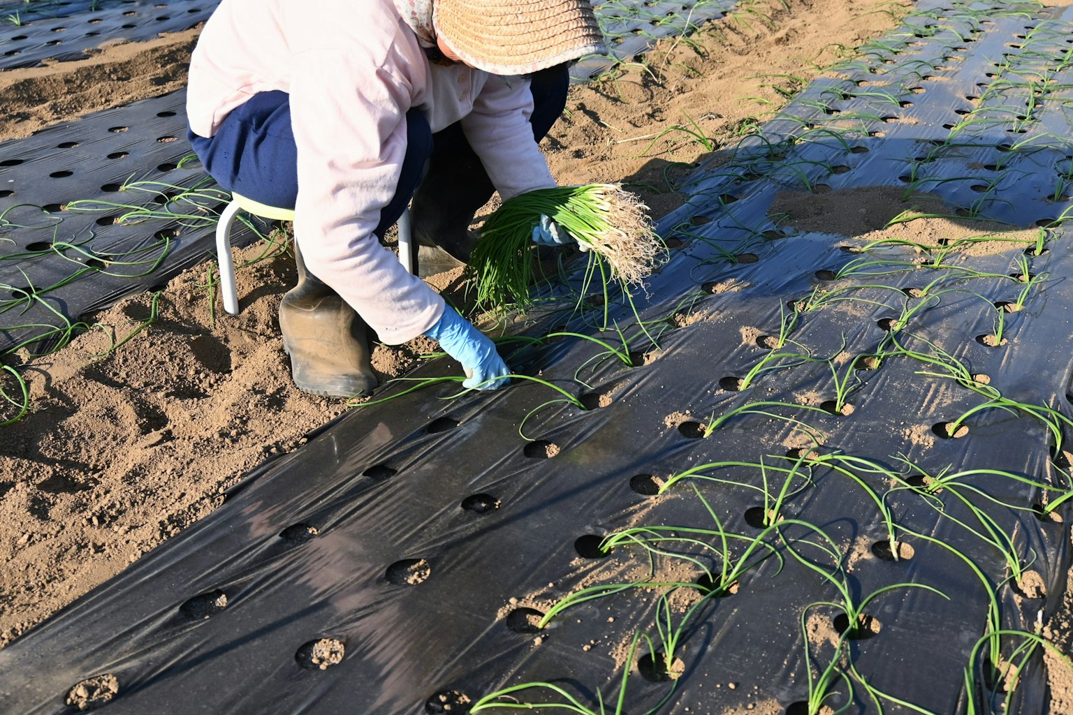 Un contadino che pianta le piantine in un campo di riso