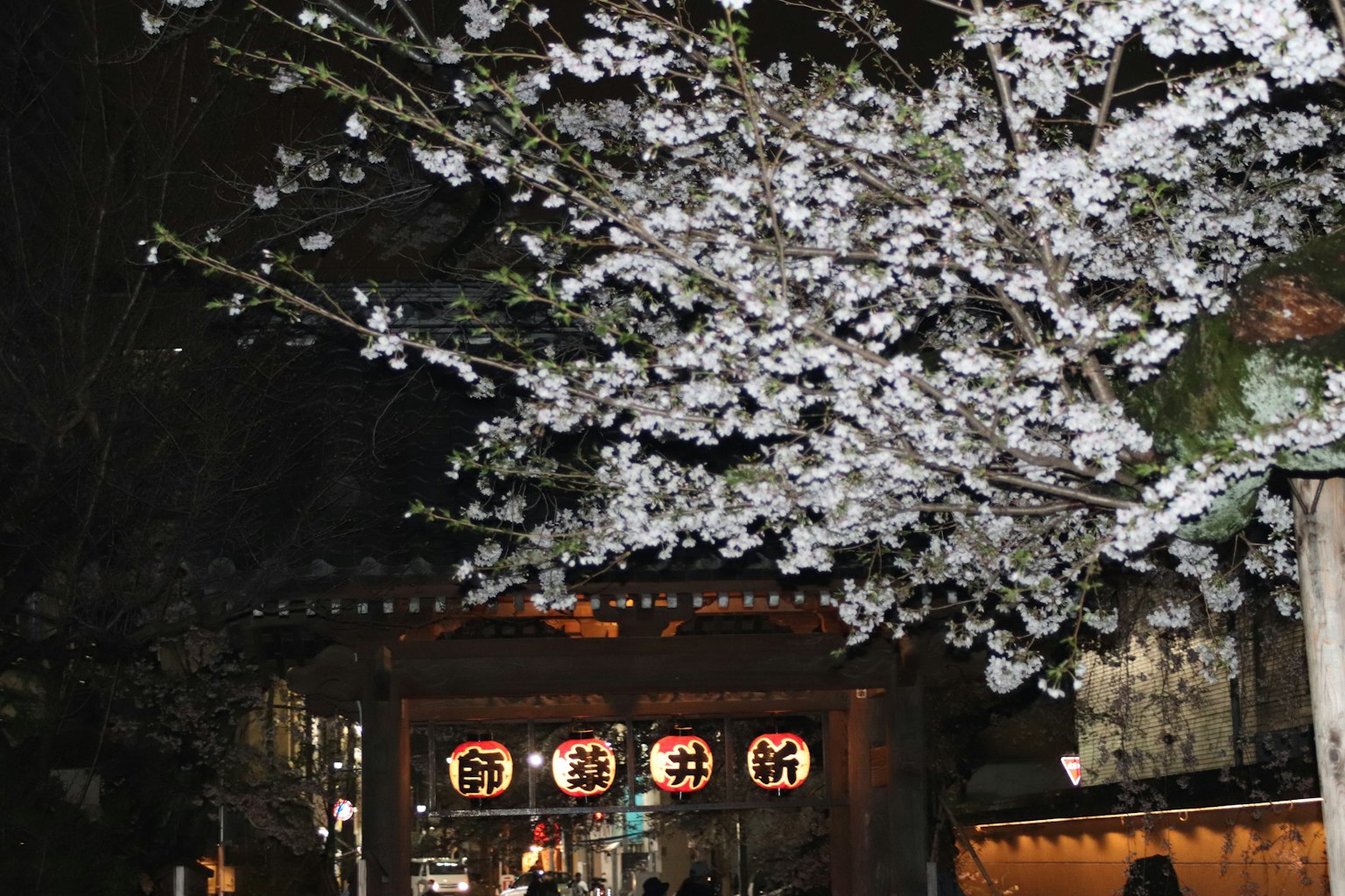 夜晚盛开的樱花下的传统日本建筑和灯笼