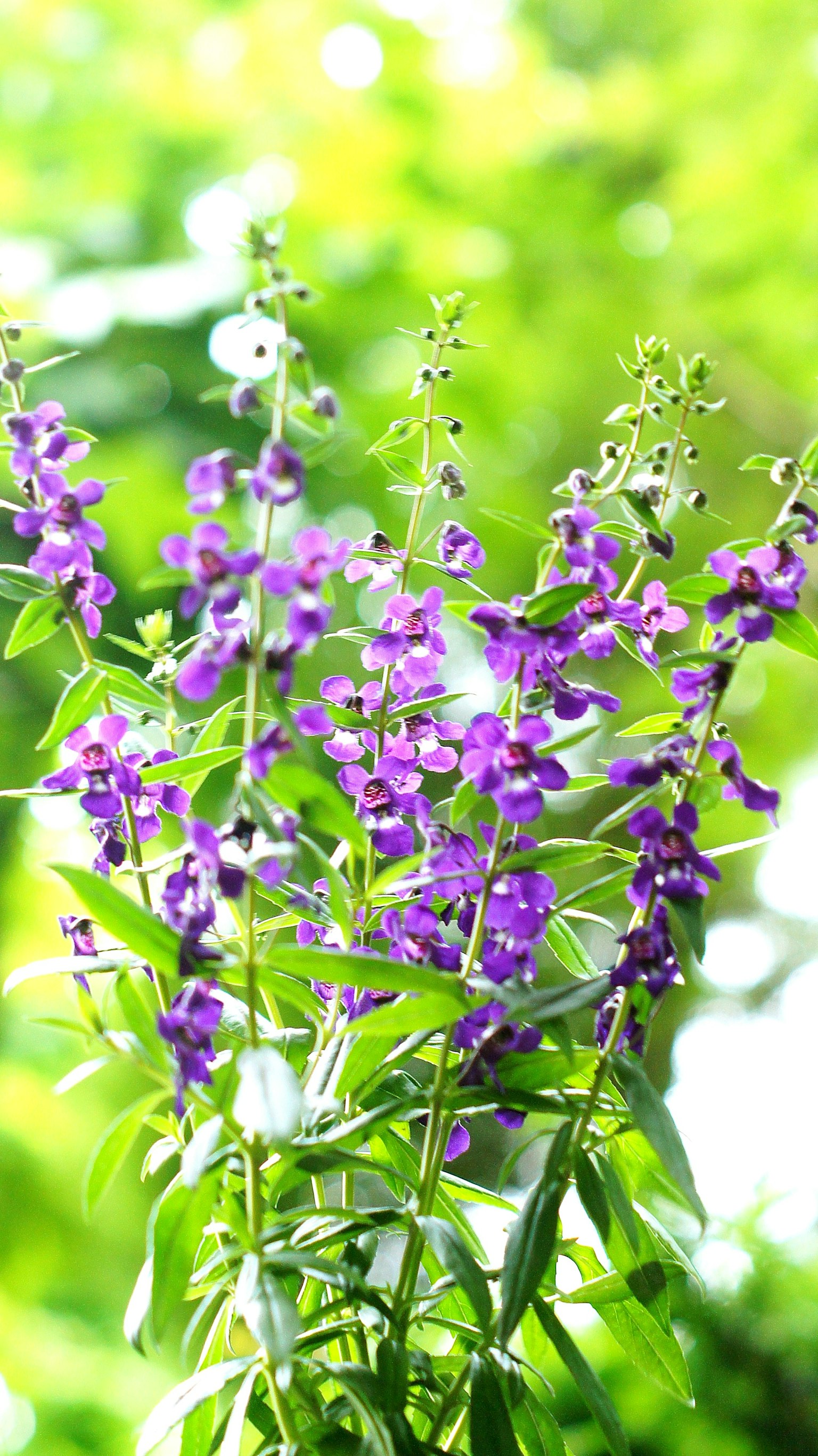 Acercamiento de flores moradas contra un fondo verde