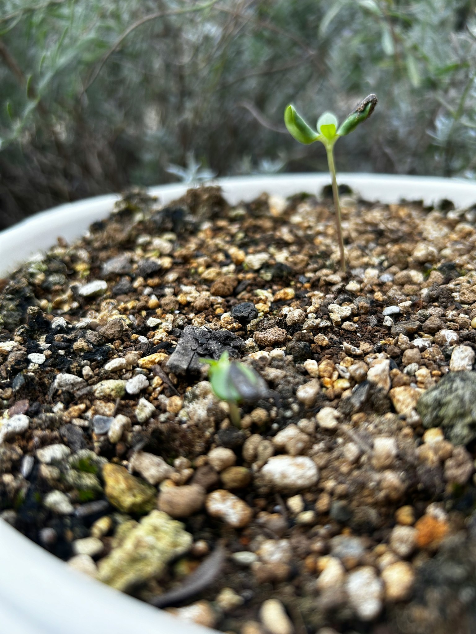Sebuah bibit kecil muncul dari tanah di pot