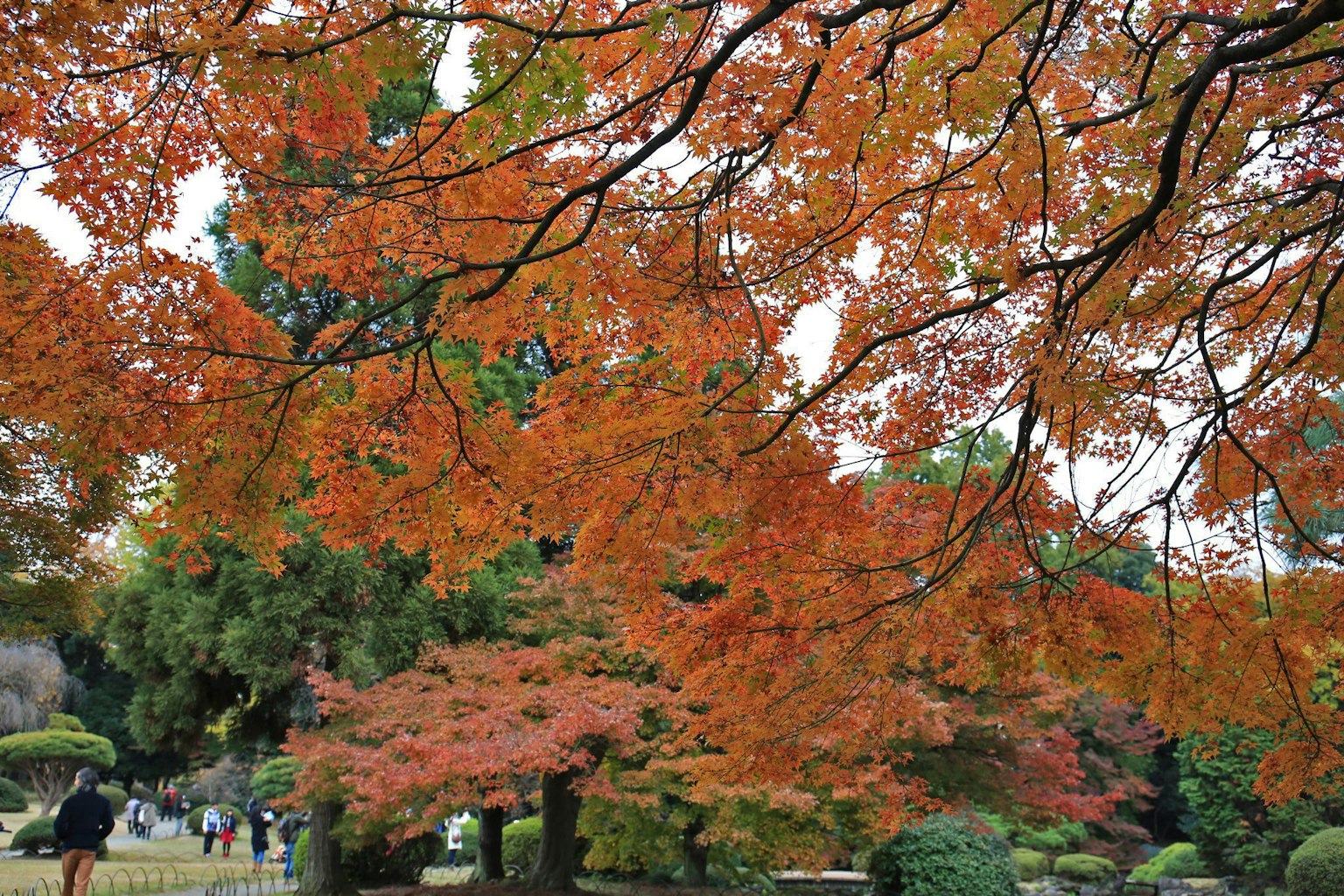 Scène de parc avec un feuillage d'automne vibrant et des gens qui marchent