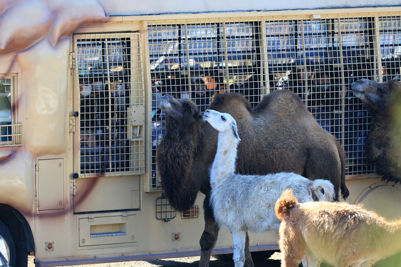 Seekor kambing dan hewan lain di dekat truk dengan kandang hewan