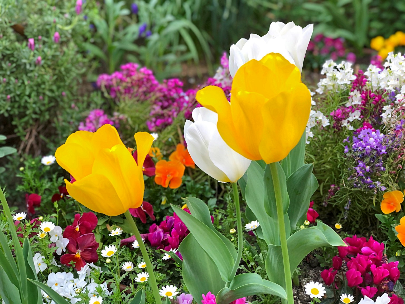 Hoa tulip vàng và trắng nở giữa những bông hoa nhiều màu sắc