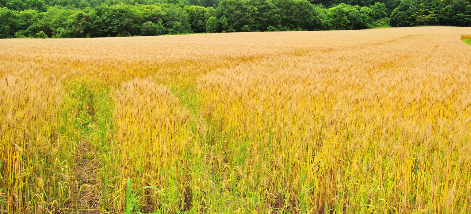 Goldenes Weizenfeld mit grünem Wald im Hintergrund