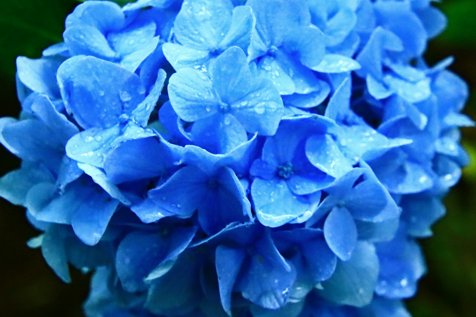 Close-up of a blue hydrangea flower with water droplets