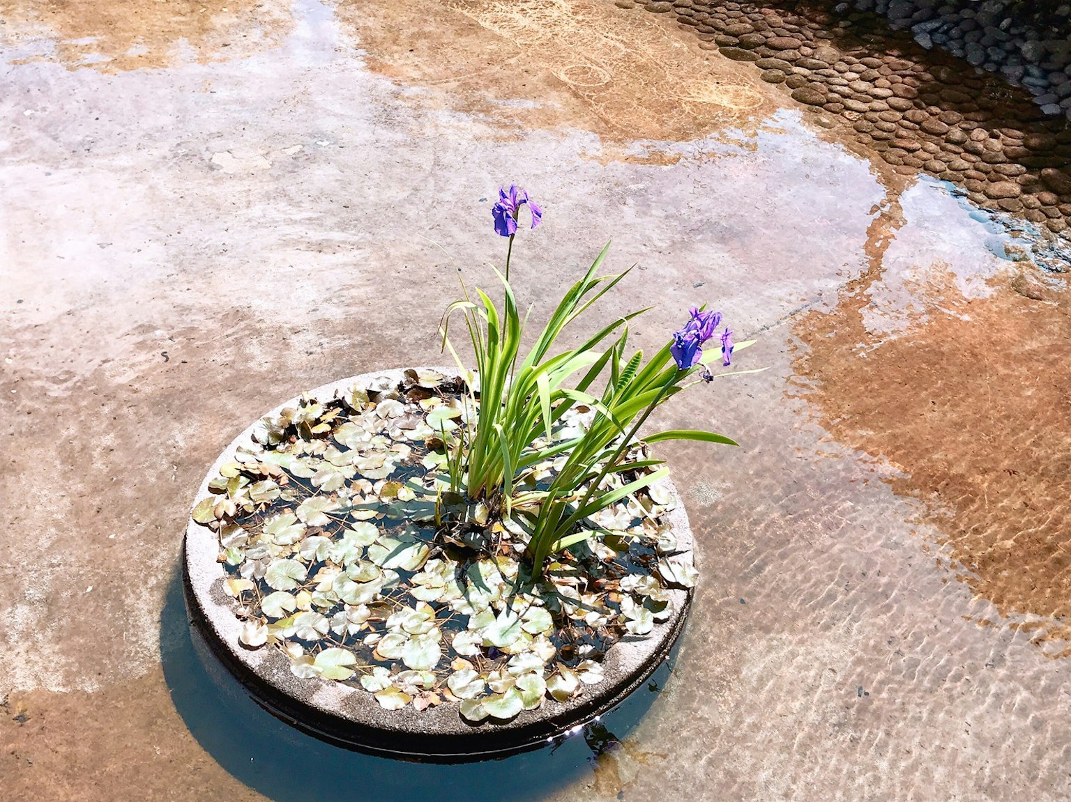 Una plataforma circular flotando en el agua con flores moradas y lirios