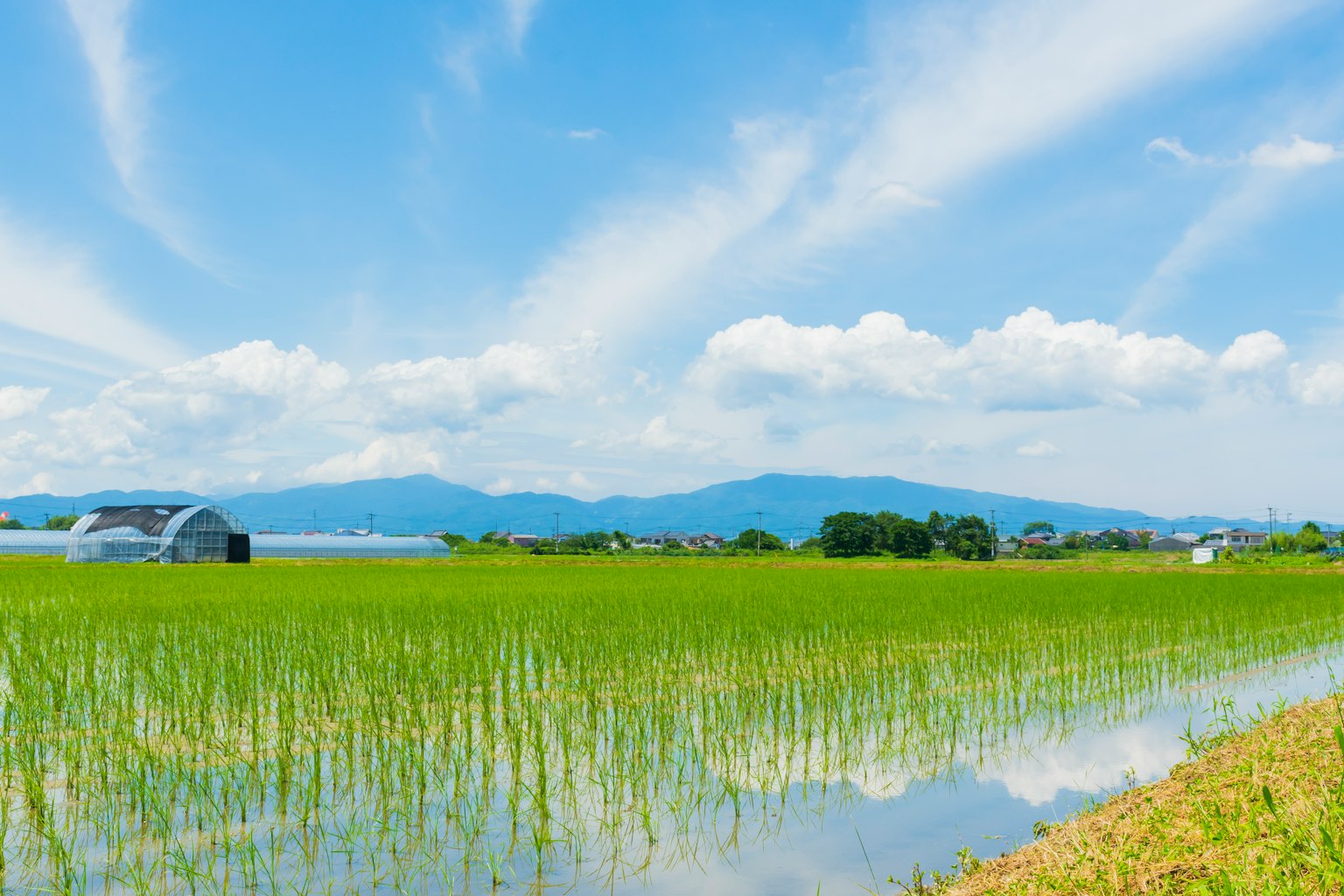 藍天下的田園風光，稻田與遠處的山脈