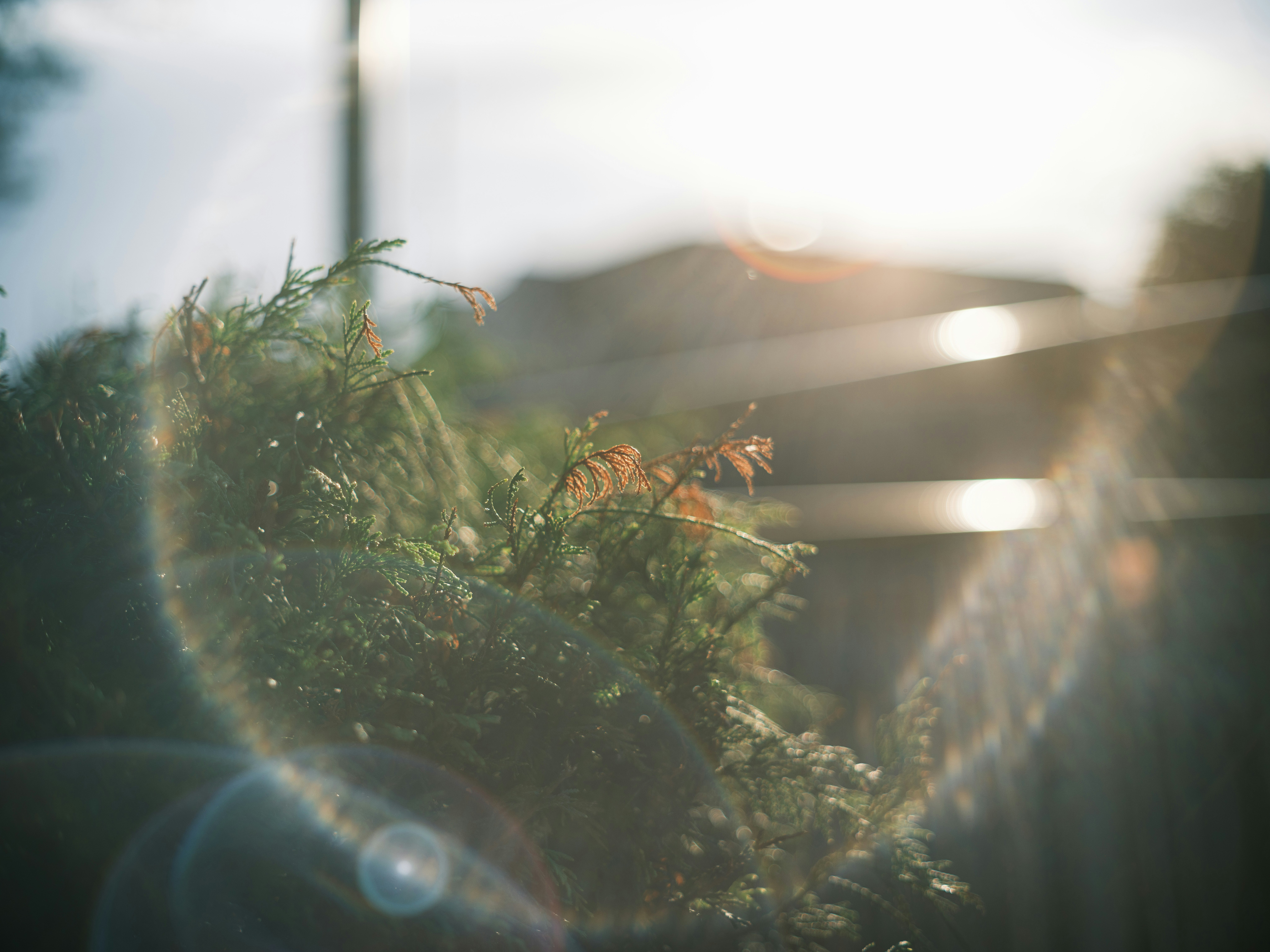 夕日に照らされた草むらの中の小さな花