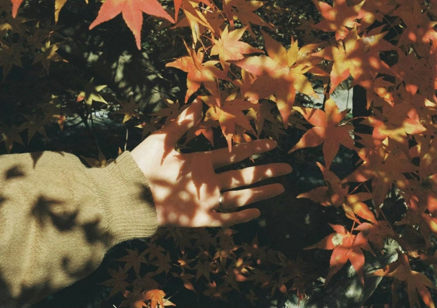มือที่สัมผัสใบไม้ฤดูใบไม้ร่วงสีส้มสดใส