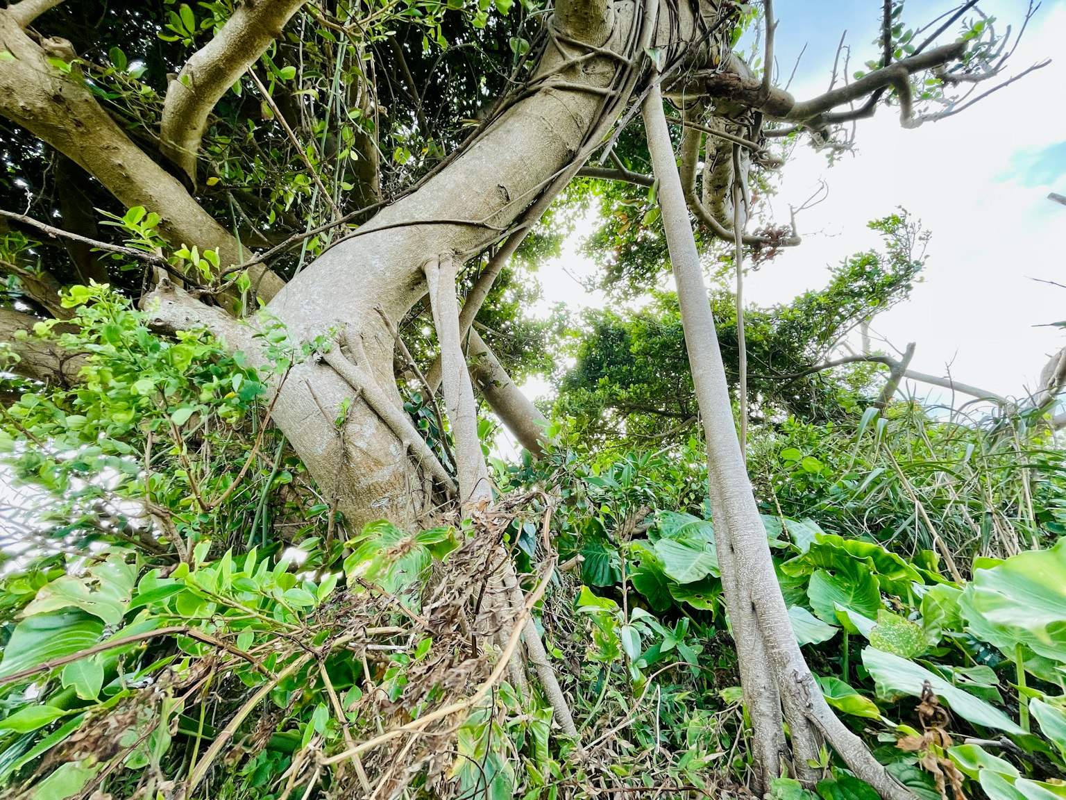 Grand arbre avec un feuillage vert dense et des vignes