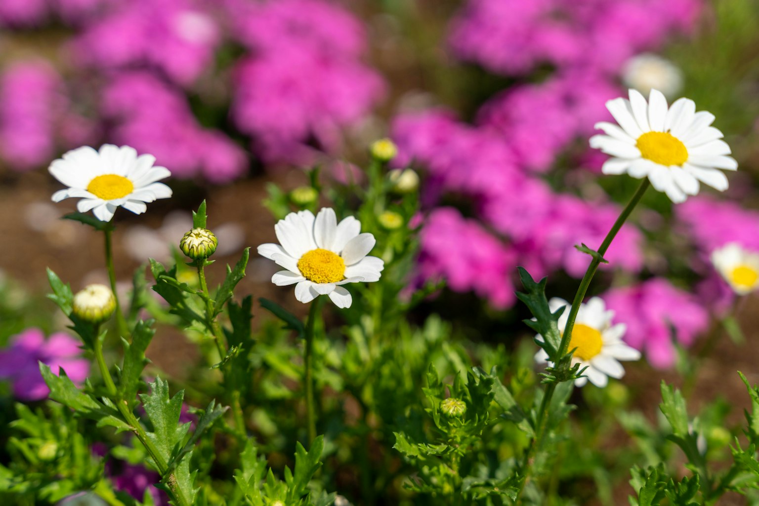 Bellissimo giardino con margherite bianche e fiori viola in fiore