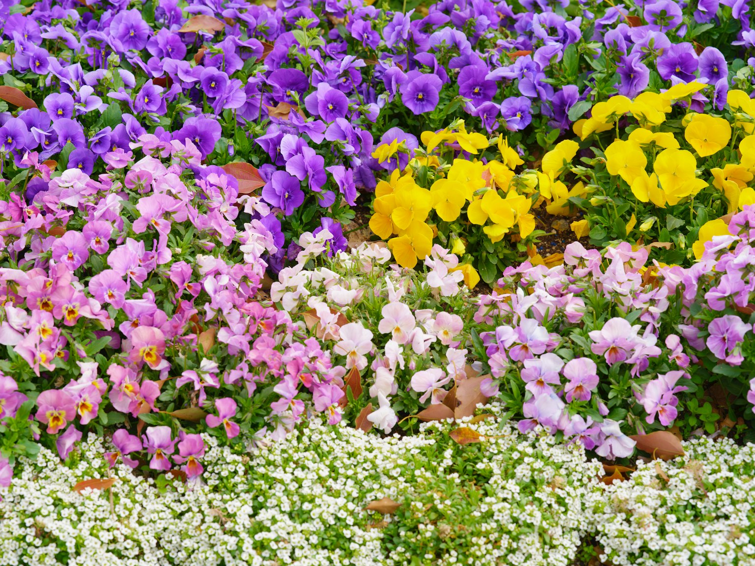 Fiori colorati in fiore in un giardino