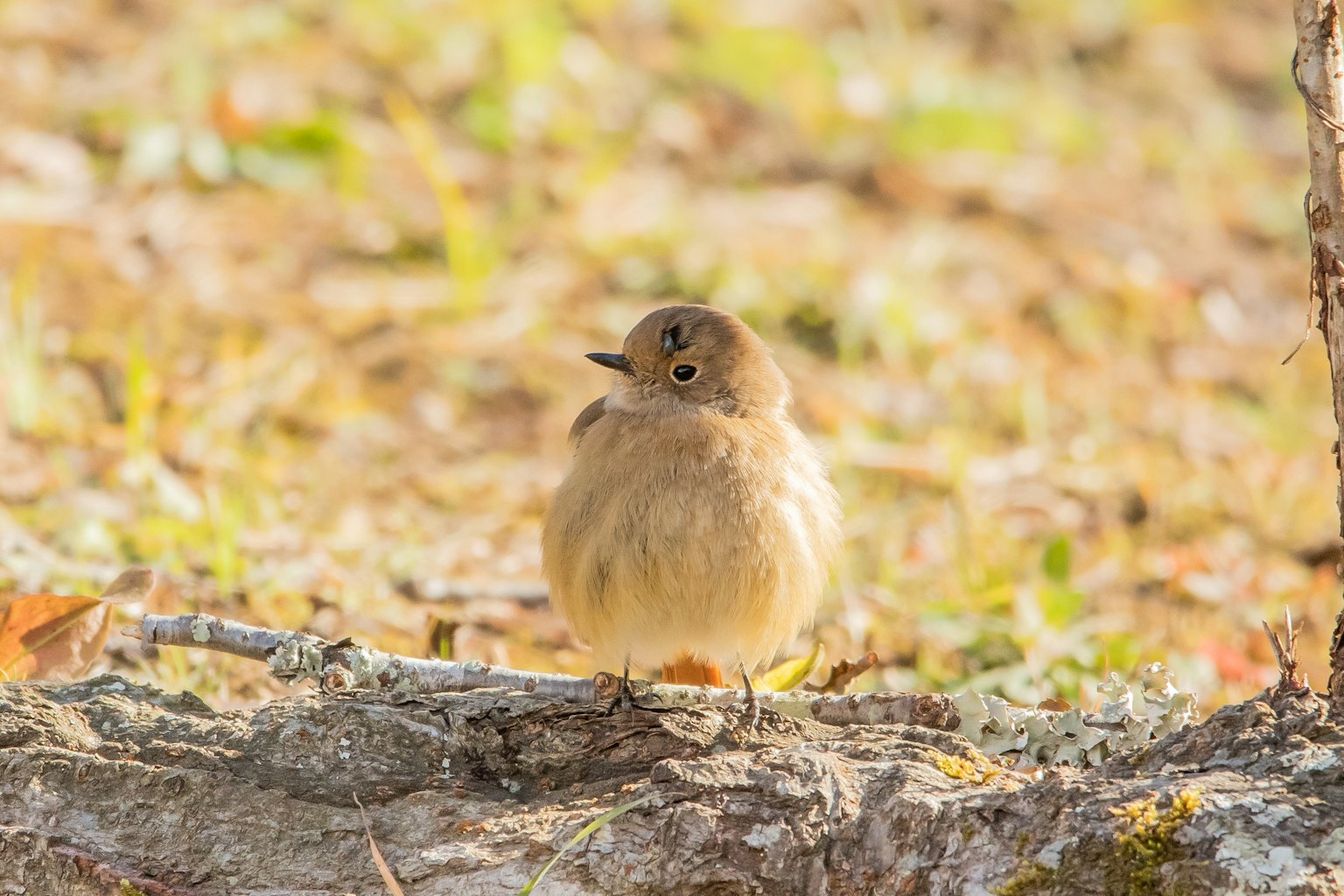 Small fluffy bird standing on the ground