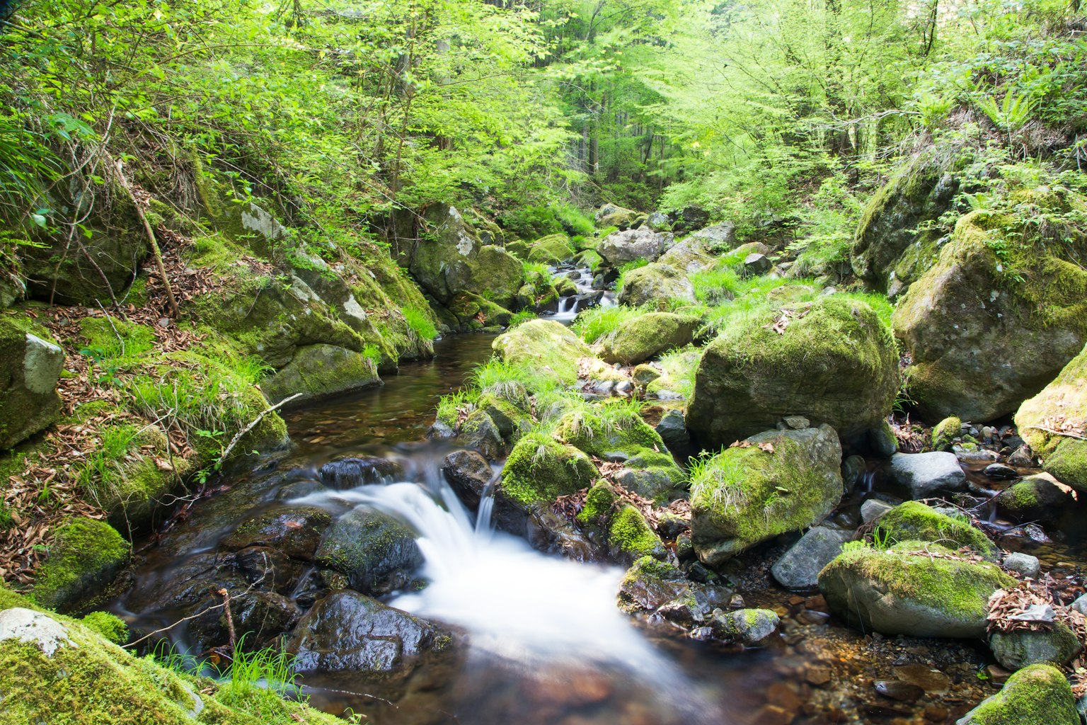 Un arroyo que fluye a través de un bosque verde con rocas cubiertas de musgo