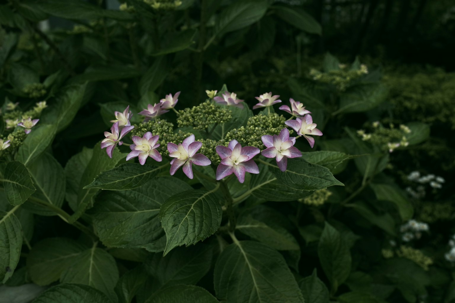 Plante d'hortensia avec des fleurs violettes entourées de feuilles vertes