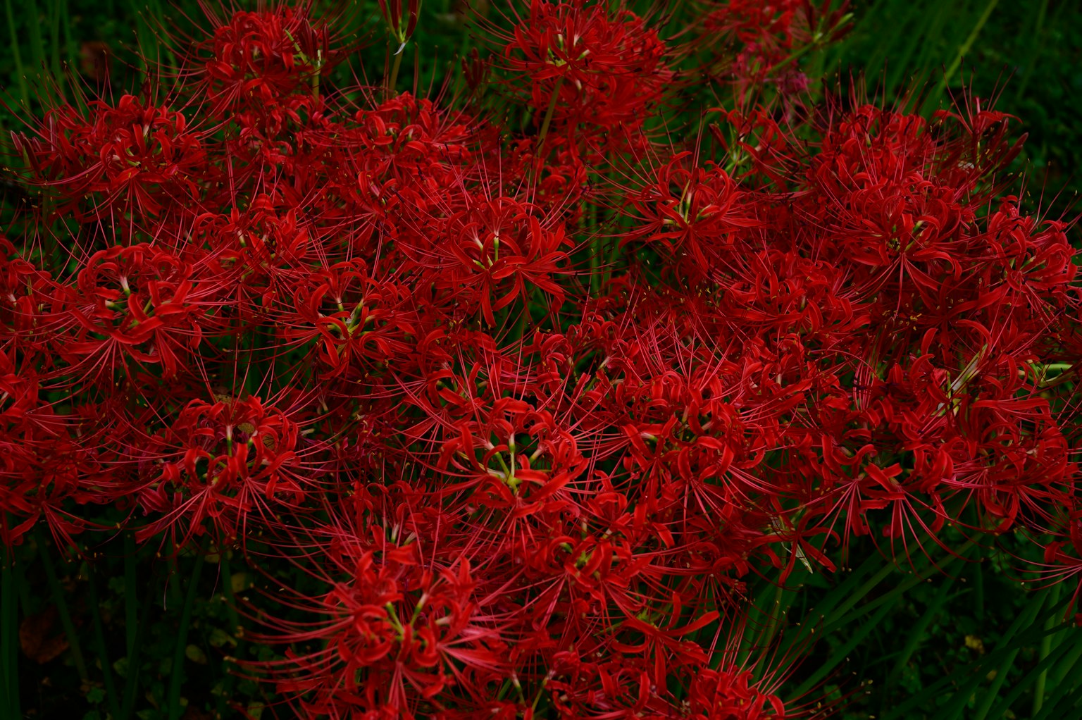 Vibrant cluster of red spider lilies in bloom