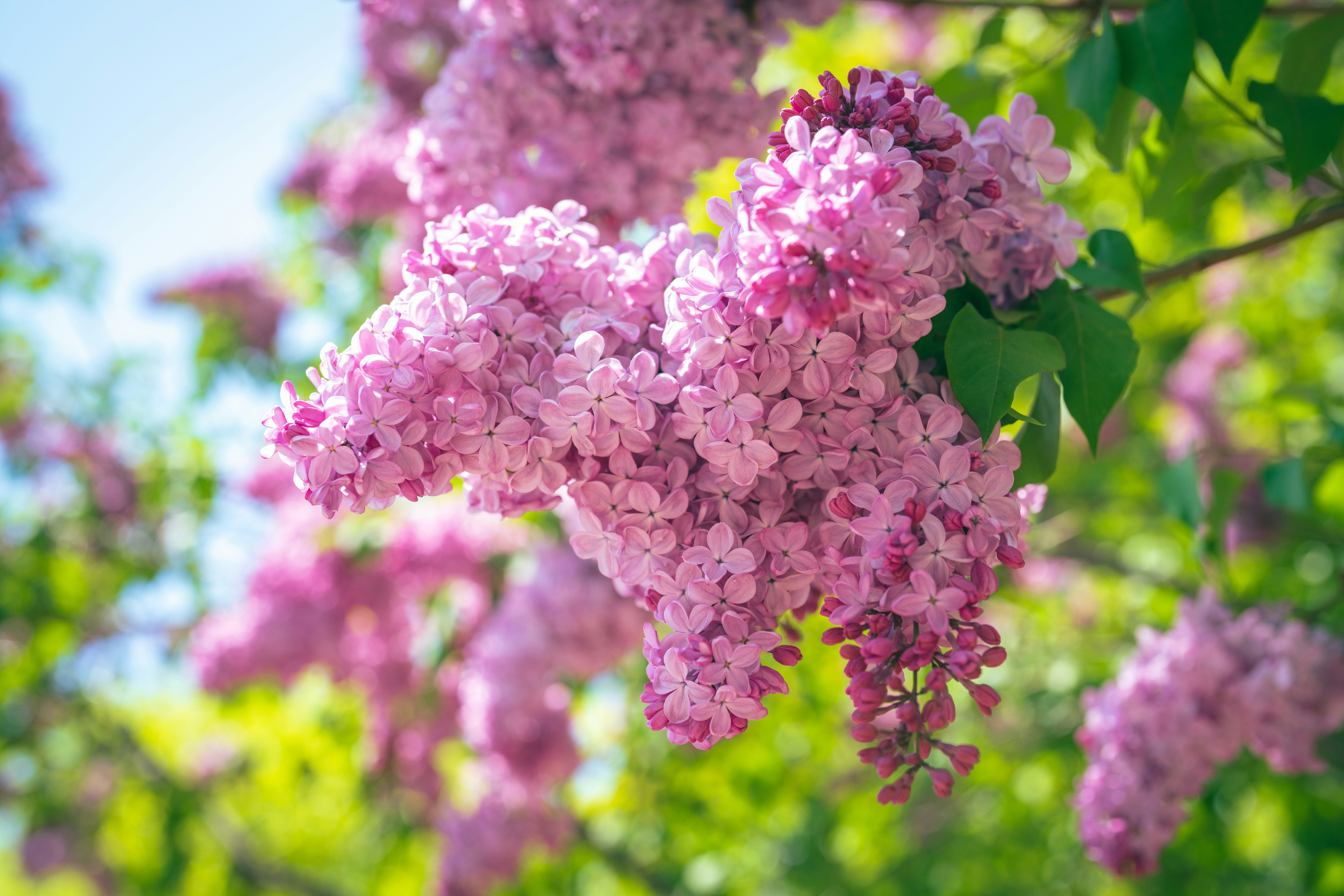 ピンクのライラックの花が咲く庭のボケ背景