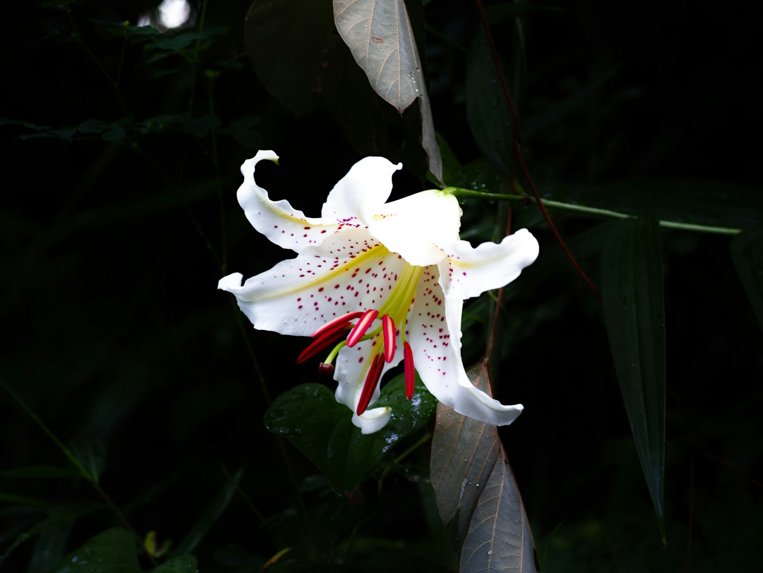Una flor de lirio blanca resalta contra un fondo oscuro