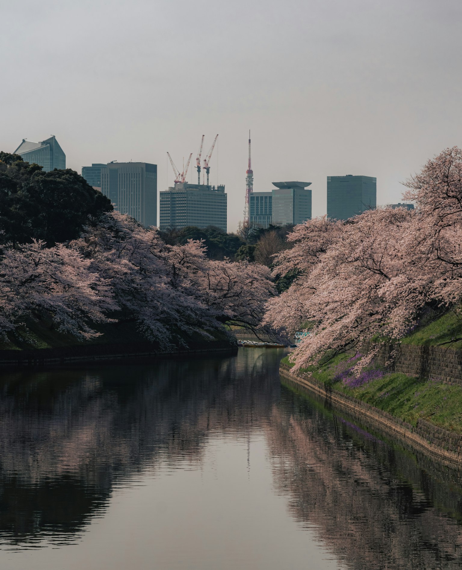 樱花树沿河而生，背景是东京天际线