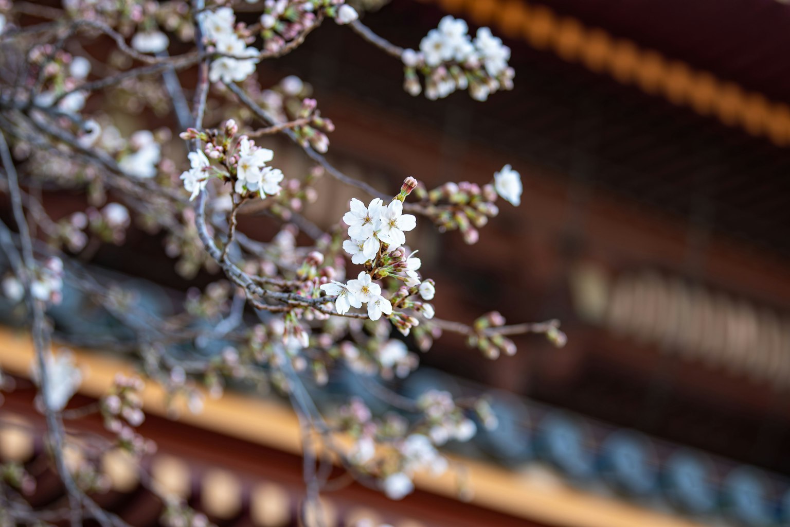 白色花朵的树枝与传统建筑背景