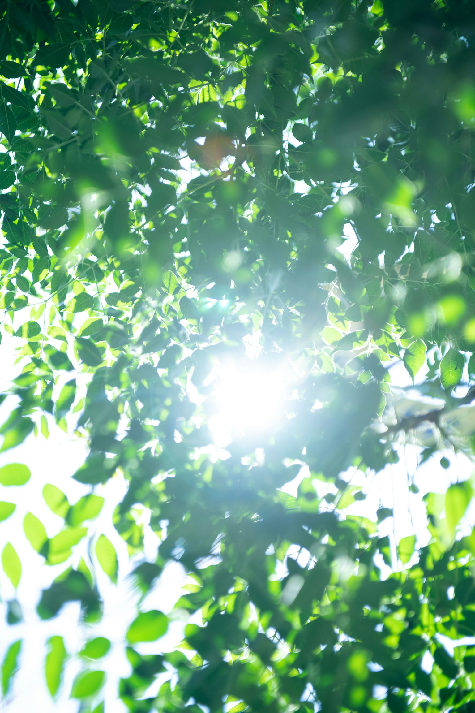 Luce solare brillante che filtra tra le foglie verdi