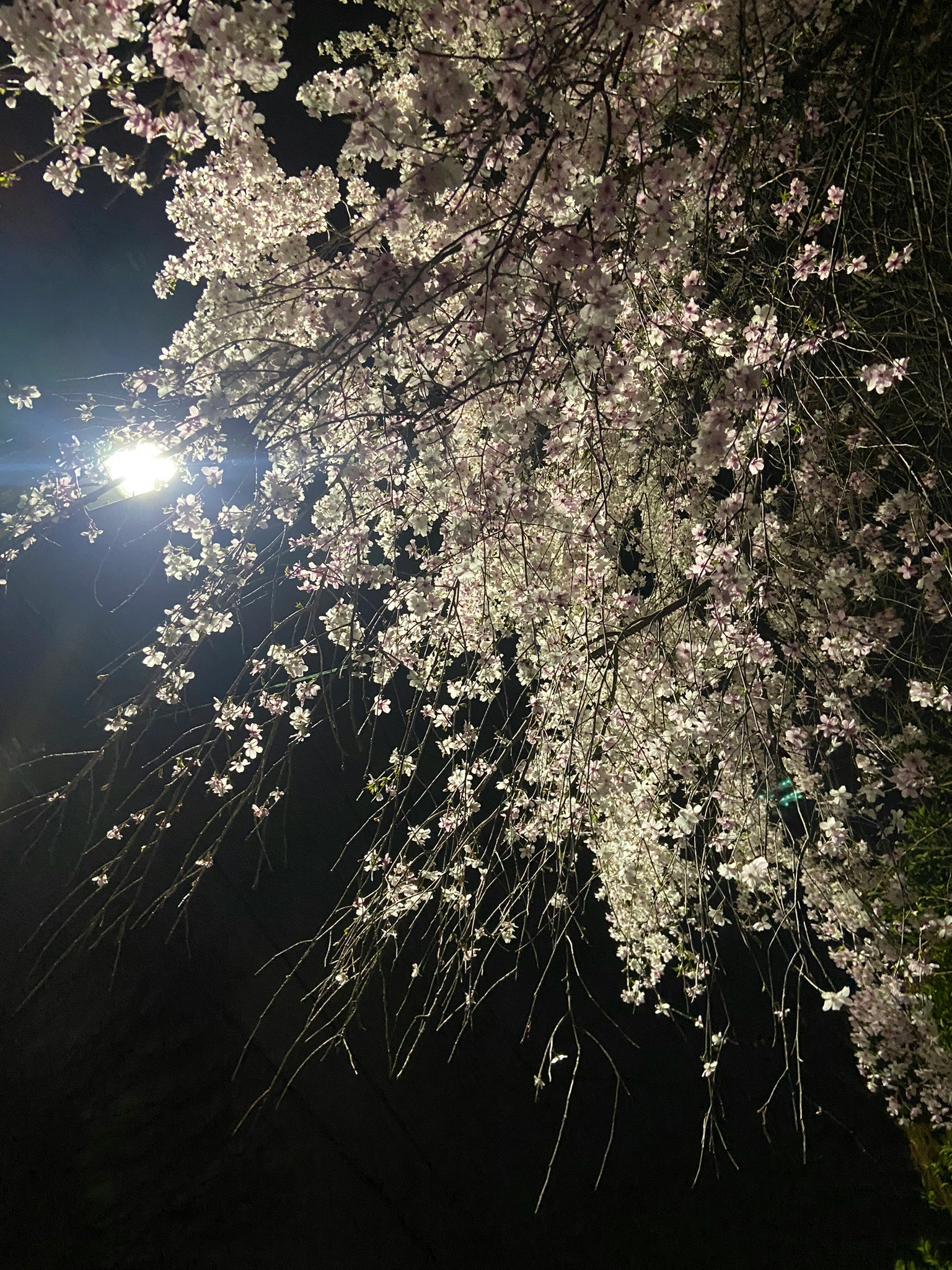 Cherry blossoms illuminated at night with soft white petals
