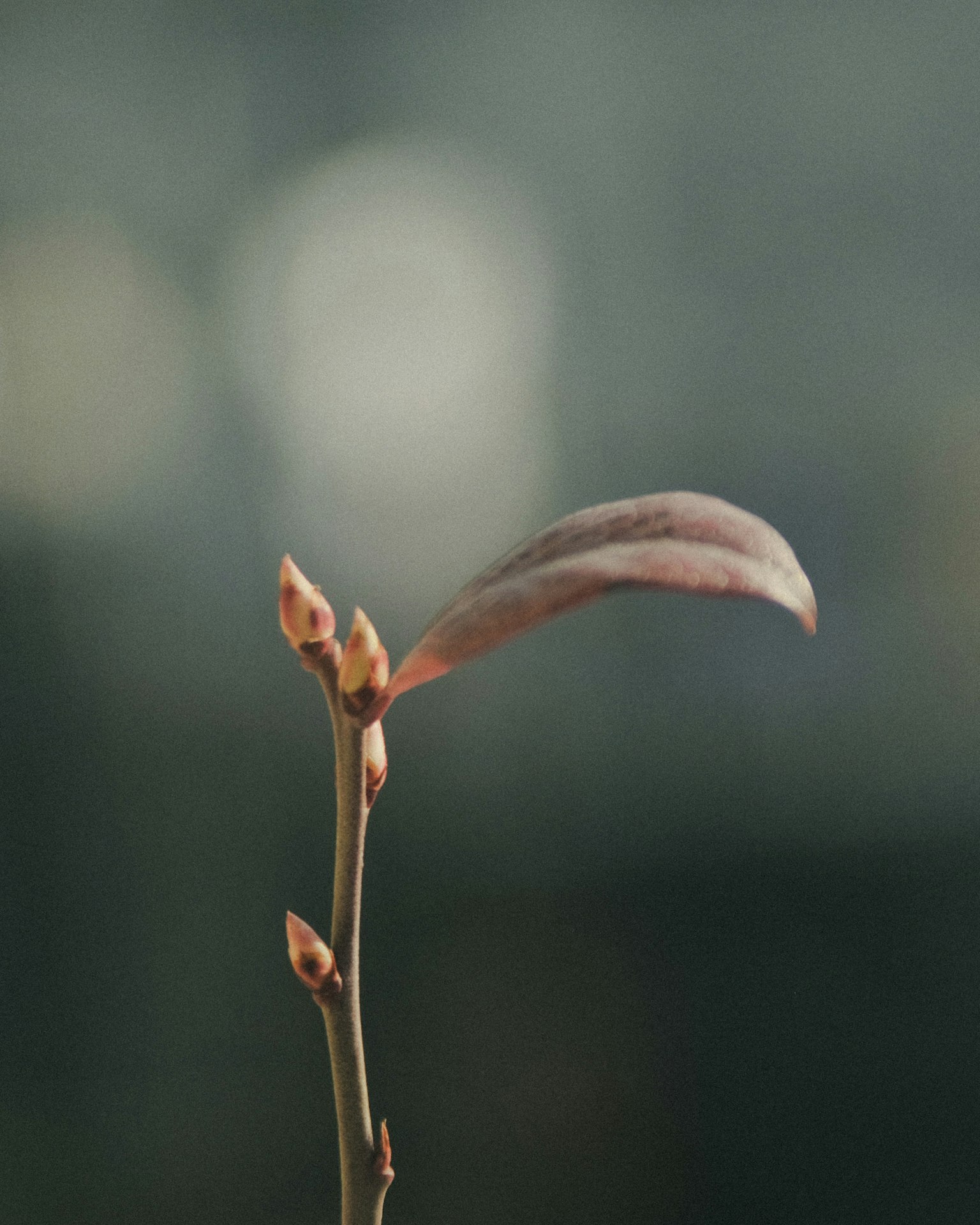 Close-up image of a plant with young buds and leaves