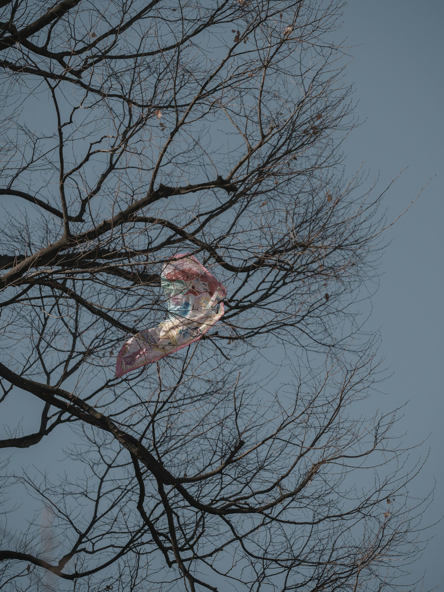 Balon berwarna terjebak di cabang pohon dengan pohon musim dingin telanjang