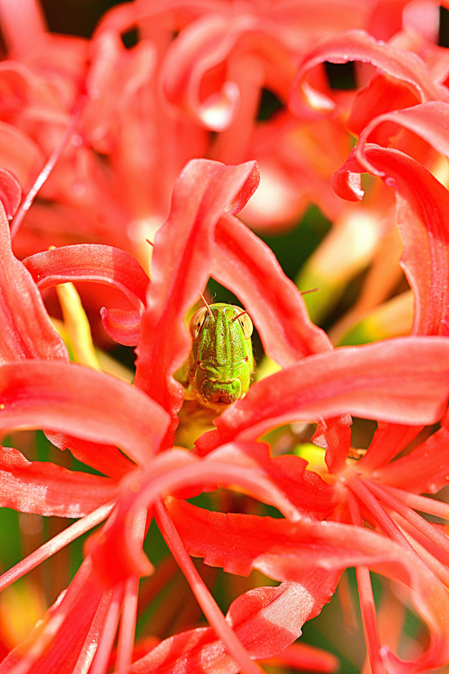 赤い花の中に緑の昆虫が隠れている