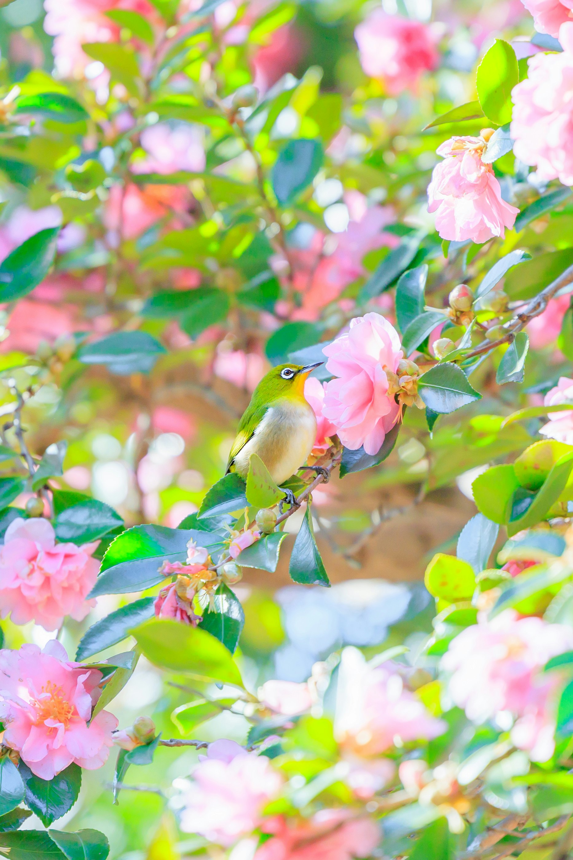 花木にとまるメジロのような小鳥のある春の庭