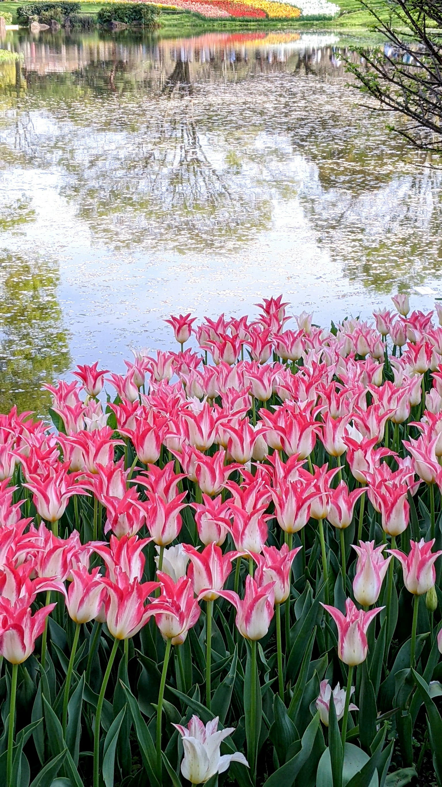 Vibrant pink tulips blooming by a serene pond reflecting the surroundings