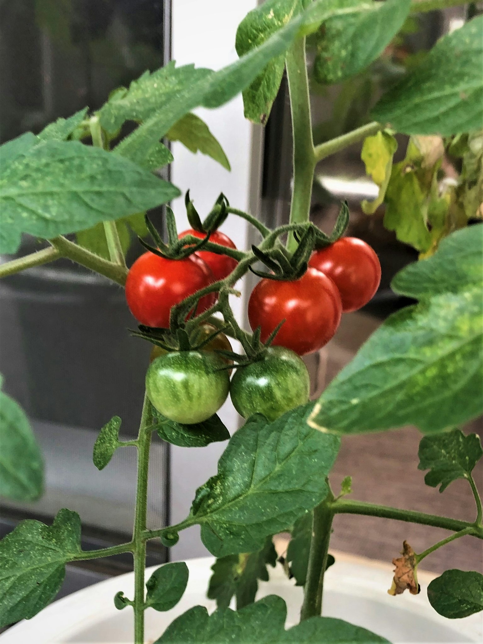 Gros plan sur une plante avec des tomates rouges et vertes