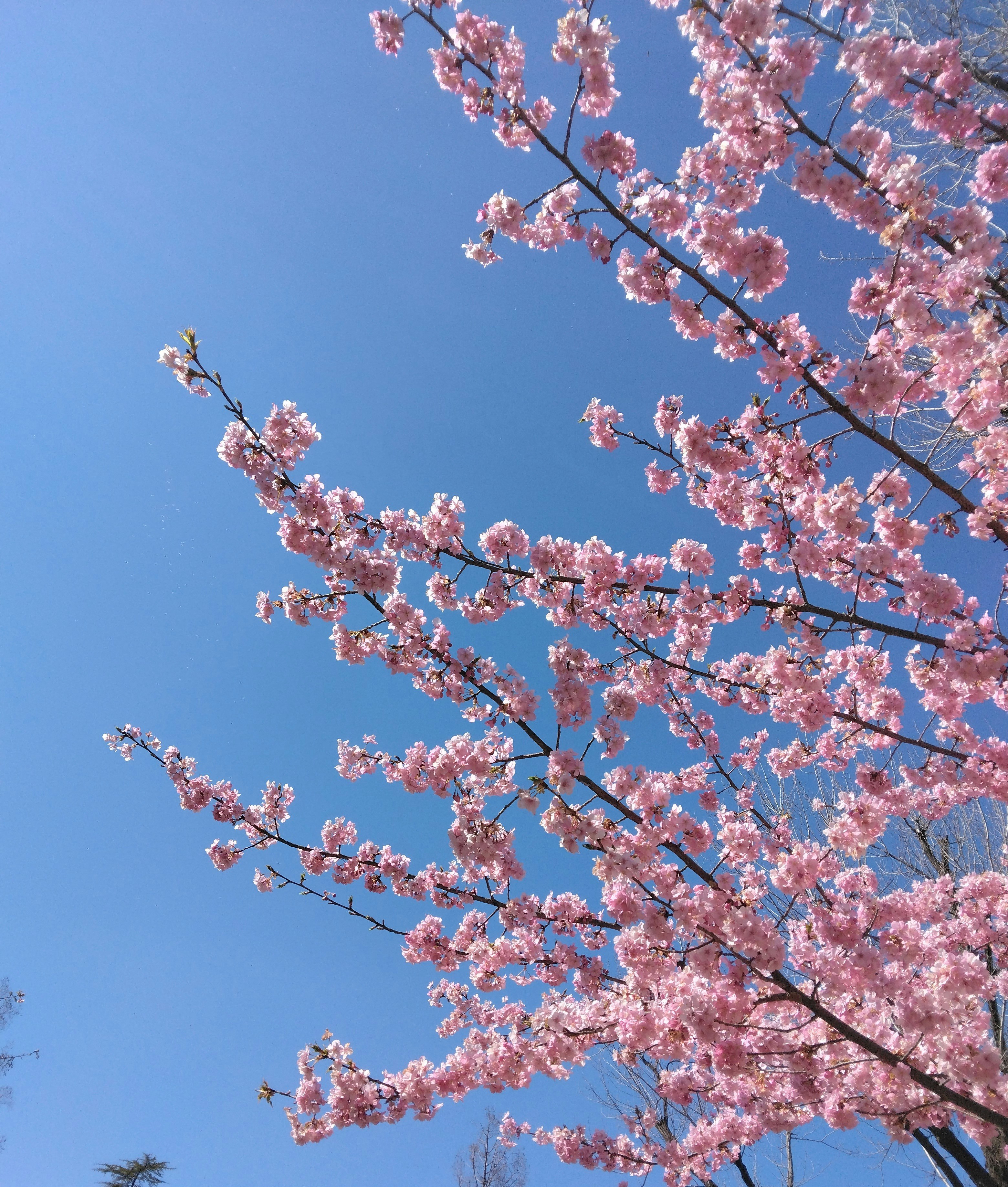 Rami di ciliegio in fiore contro un cielo azzurro terso