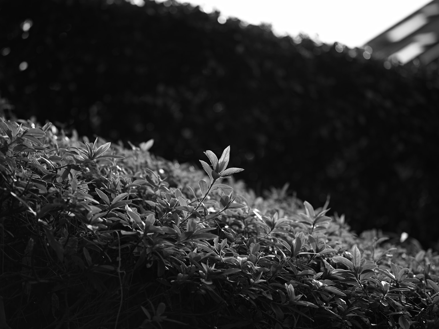 Primo piano in bianco e nero di fogliame da giardino con foglie verdi prominenti