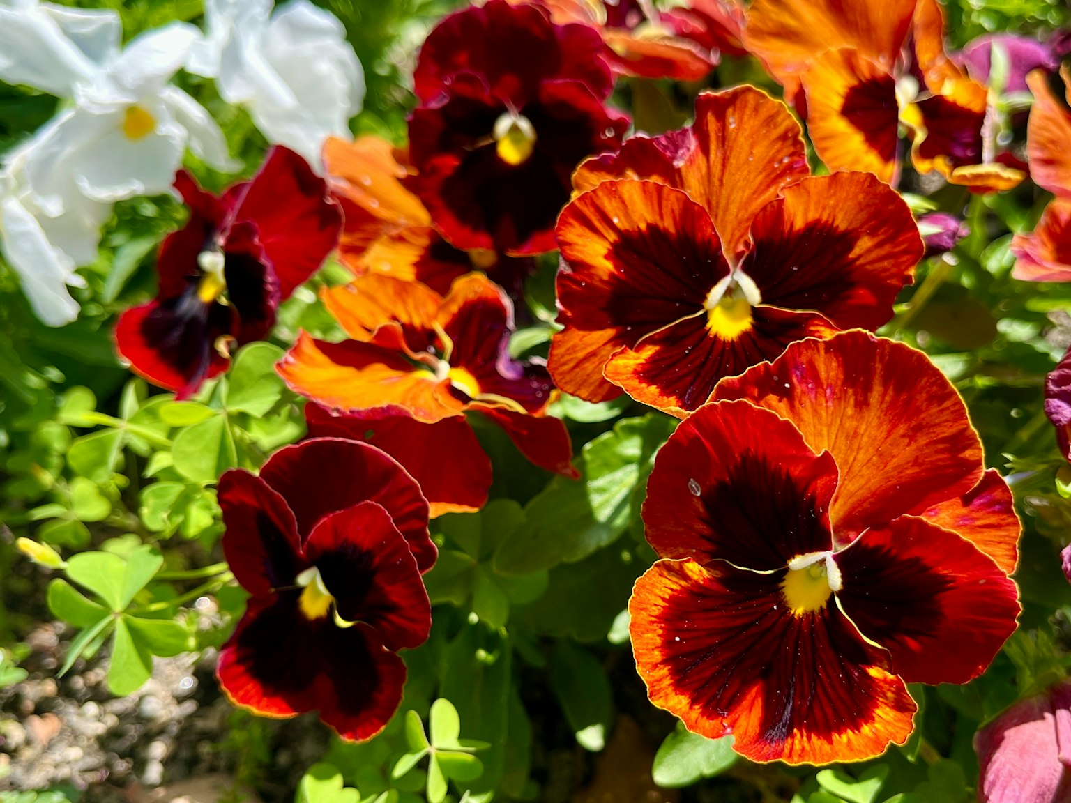 Cận cảnh những bông pansy màu cam và đỏ rực rỡ nở trong vườn