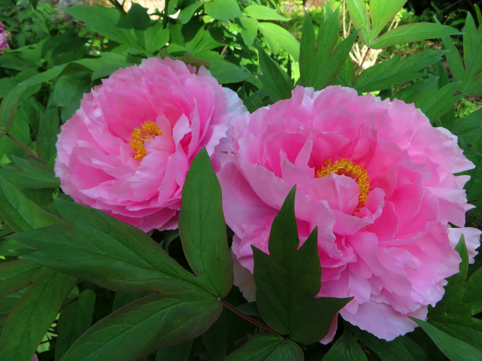 Fleurs de pivoine rose entourées de feuilles vertes