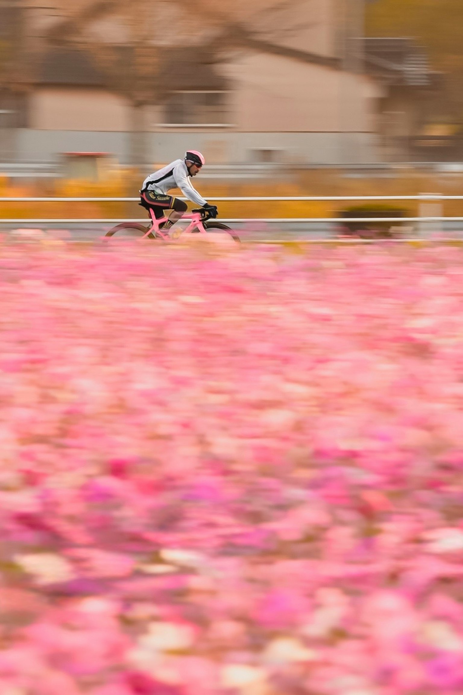 色とりどりの花畑の中を自転車で走る人物