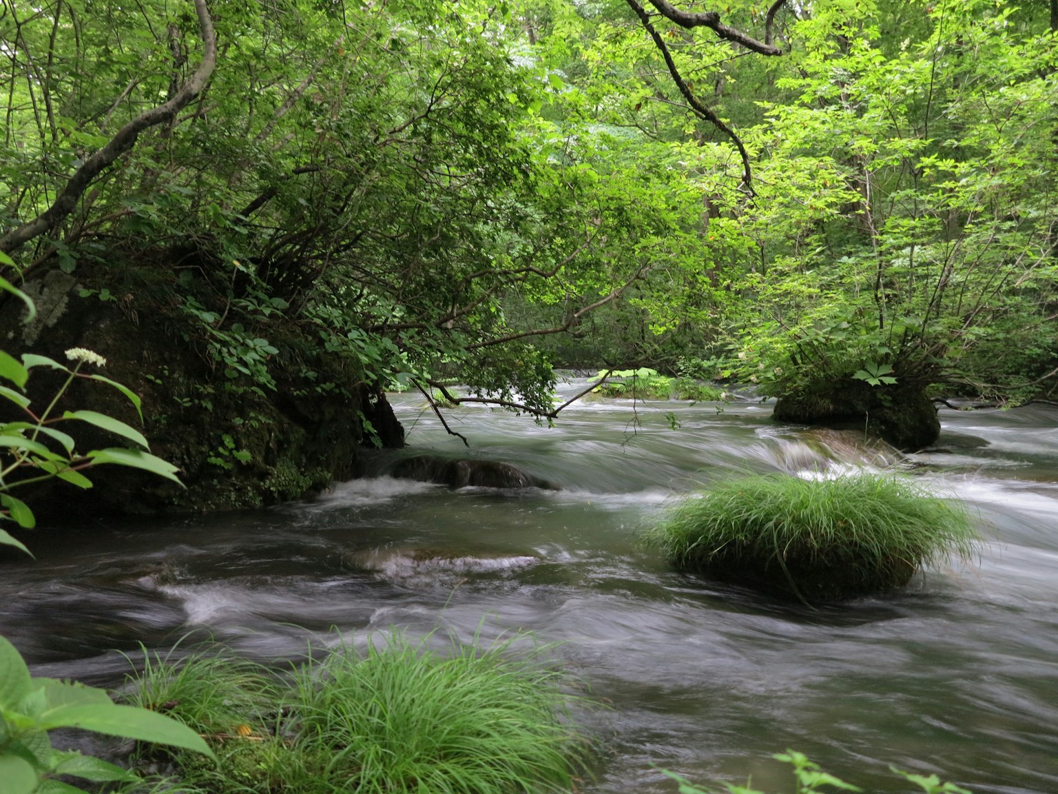 Un ruscello sereno che scorre attraverso una foresta lussureggiante con ciuffi d'erba e rocce