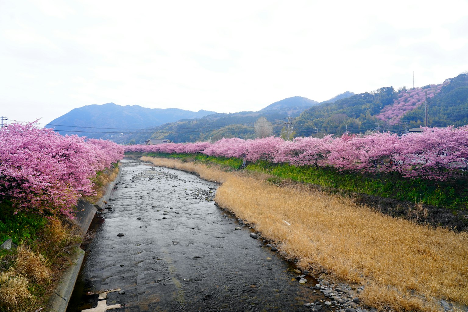 沿河的粉色花朵和背景中的山脉的风景