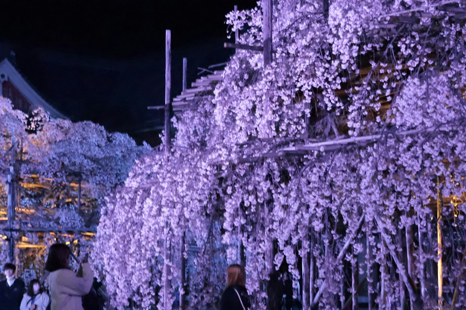 Beautiful scene of purple flowers blooming under the night sky with surrounding people