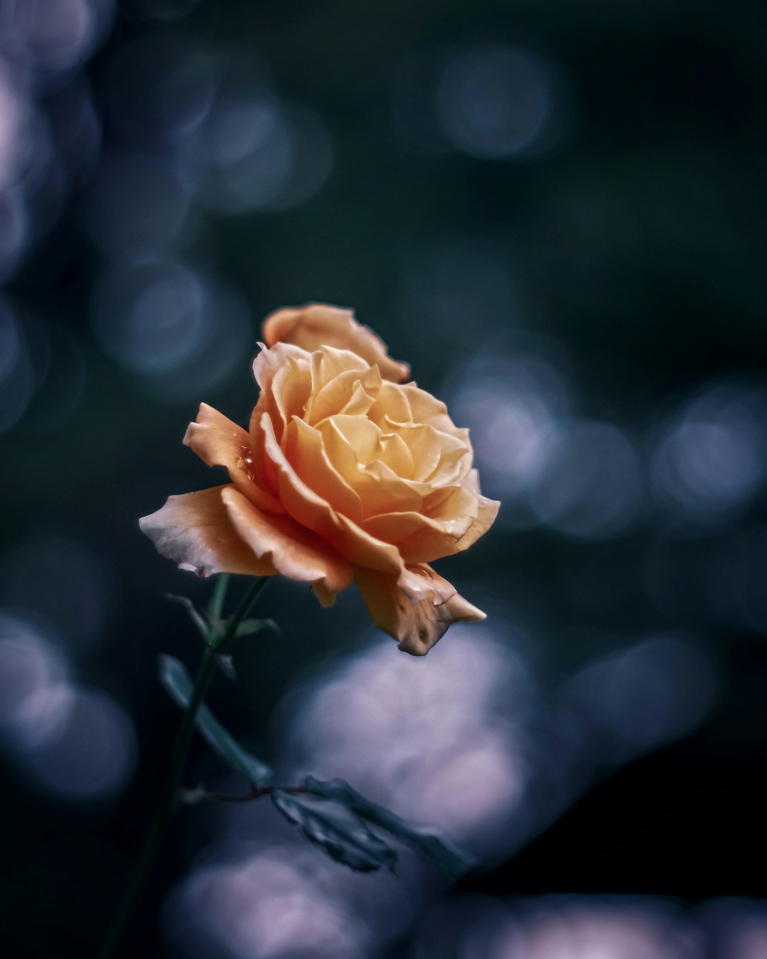 Una rosa naranja claro floreciendo contra un fondo verde borroso