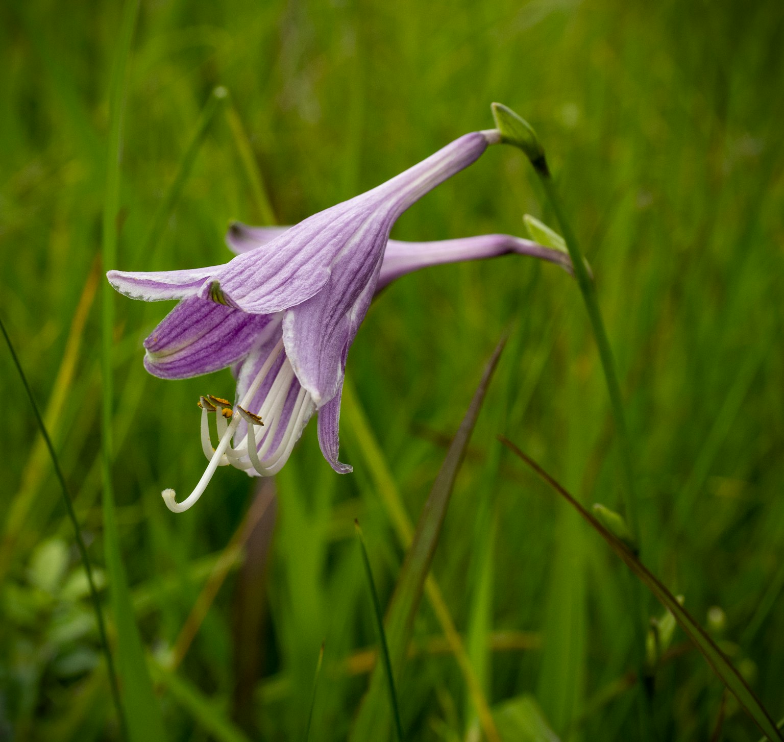Flor morada floreciendo entre la hierba verde