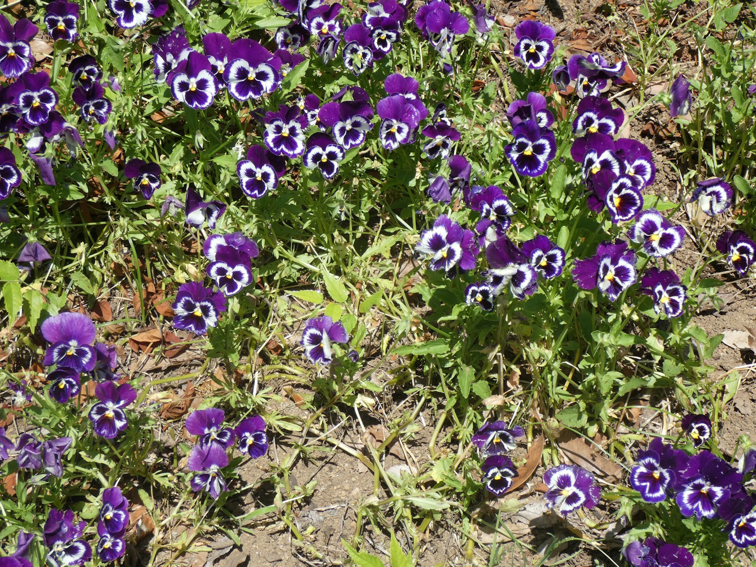 Un campo de flores de pensamiento moradas en plena floración